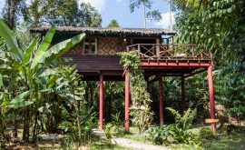 Khao Sok Nationalpark mit Übernachtung im Baumhaus in Südthailand