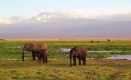 Tsavo Nationalpark